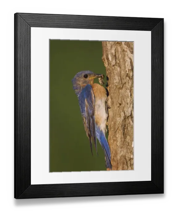 Framed Print : Nature, Fauna Framed Print : Nature, Fauna