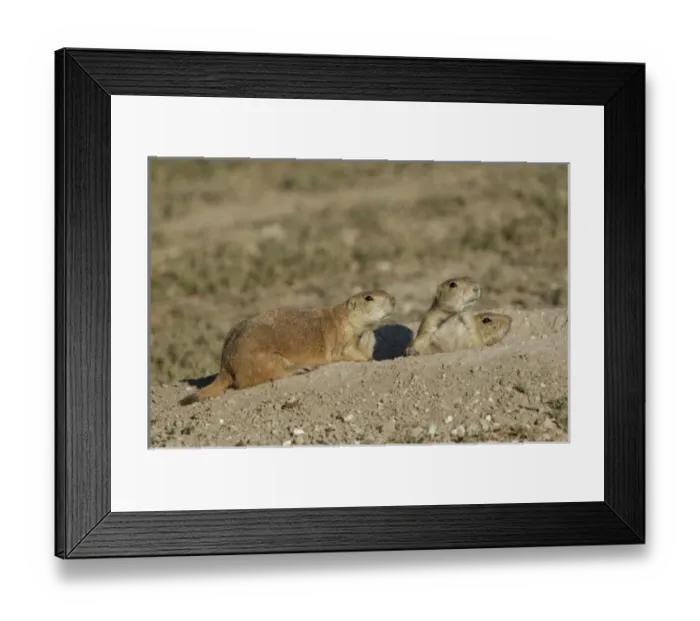 Framed Print : Nature, Fauna Framed Print : Nature, Fauna