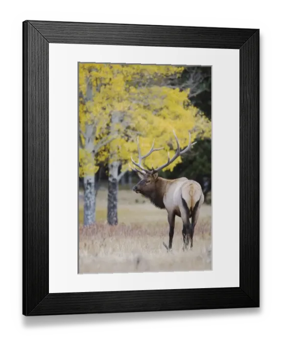 Framed Print : Nature, Fauna Framed Print : Nature, Fauna