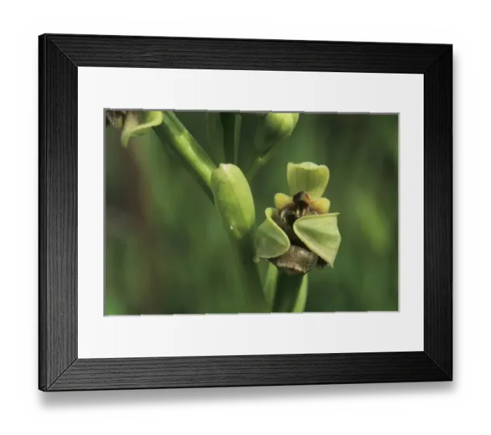 Framed Print : Nature, Fauna Framed Print : Nature, Fauna