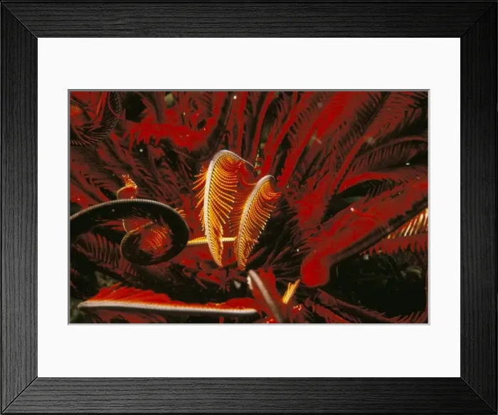 Framed Print : Indo-Pacific. Feather star, or himerometra robustiphinna