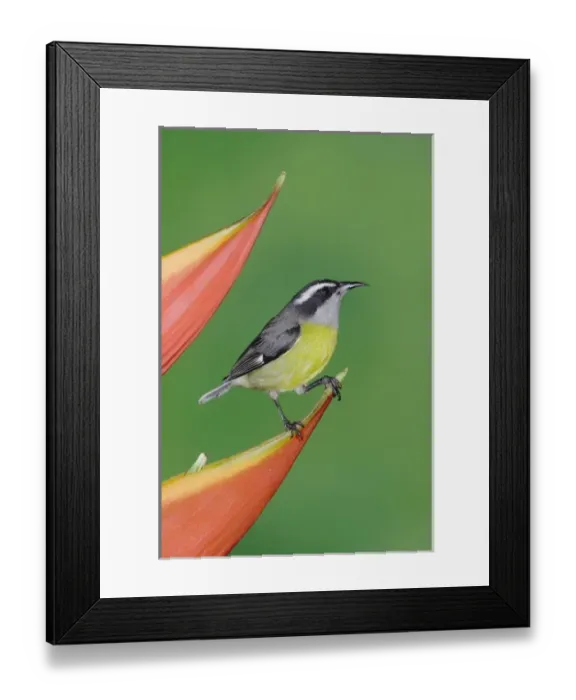 Framed Print : Bananaquit, Coereba flaveola, adult on Heliconia Flower, Central Valley, Costa Rica