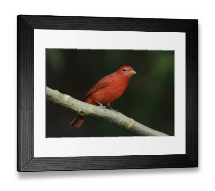 Framed Print : Summer Tanager, Piranga rubra, male perched, Central Valley, Costa Rica, Central America Framed Print : Summer Tanager, Piranga rubra, male perched, Central Valley, Costa Rica, Central America