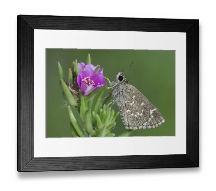 Framed Print : Nature, Fauna Framed Print : Nature, Fauna