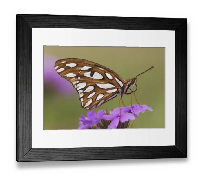 Framed Print : Nature, Fauna Framed Print : Nature, Fauna