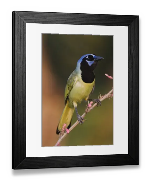 Framed Print : Green Jay, Cyanocorax yncas, adult on Red Yucca (Hesperaloe parviflora) Blossom, Willacy County Framed Print : Green Jay, Cyanocorax yncas, adult on Red Yucca (Hesperaloe parviflora) Blossom, Willacy County