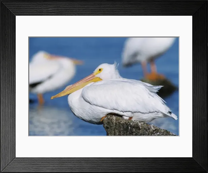 Framed Print : American White Pelican, Pelecanus erythrorhynchos, adult resting, Rockport, Texas Framed Print : American White Pelican, Pelecanus erythrorhynchos, adult resting, Rockport, Texas