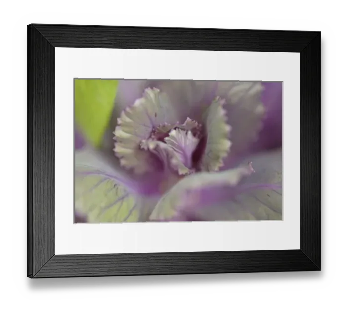 Framed Print : Decorative cabbage Framed Print : Decorative cabbage