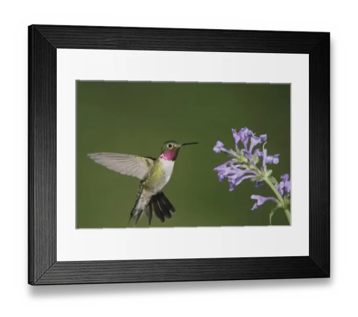 Framed Print : Broad-tailed Hummingbird, Selasphorus platycercus, male in flight feeding on Siberian Framed Print : Broad-tailed Hummingbird, Selasphorus platycercus, male in flight feeding on Siberian