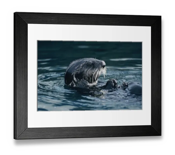 Framed Print : Sea Otter, Enhydra lutris, adult eating Shells, Seward, Alaska, USA, March Framed Print : Sea Otter, Enhydra lutris, adult eating Shells, Seward, Alaska, USA, March
