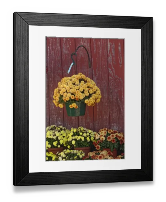 Framed Print : Nature, Flora
