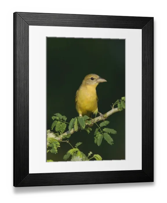 Framed Print : Nature, Fauna Framed Print : Nature, Fauna