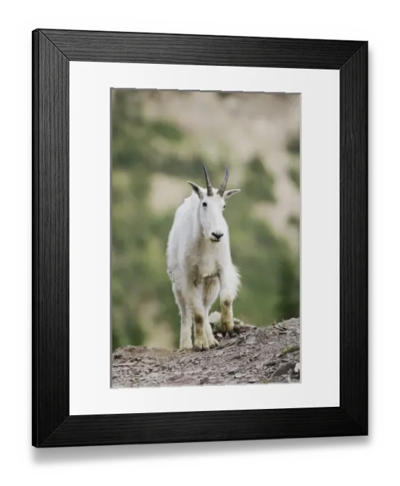 Framed Print : Nature, Fauna Framed Print : Nature, Fauna