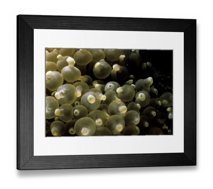Framed Print : Nature, Fauna Framed Print : Nature, Fauna