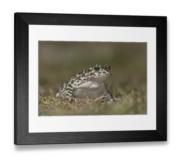 Framed Print : Nature, Fauna Framed Print : Nature, Fauna