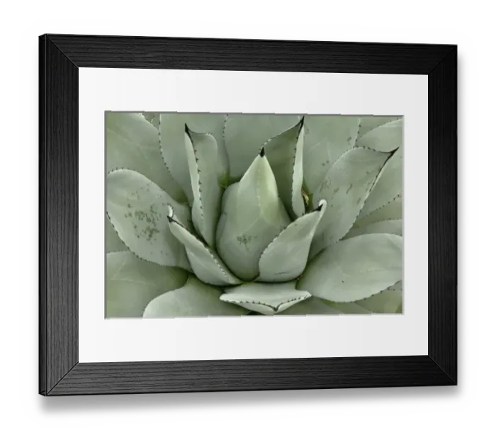 Framed Print : Agave plant pattern Framed Print : Agave plant pattern