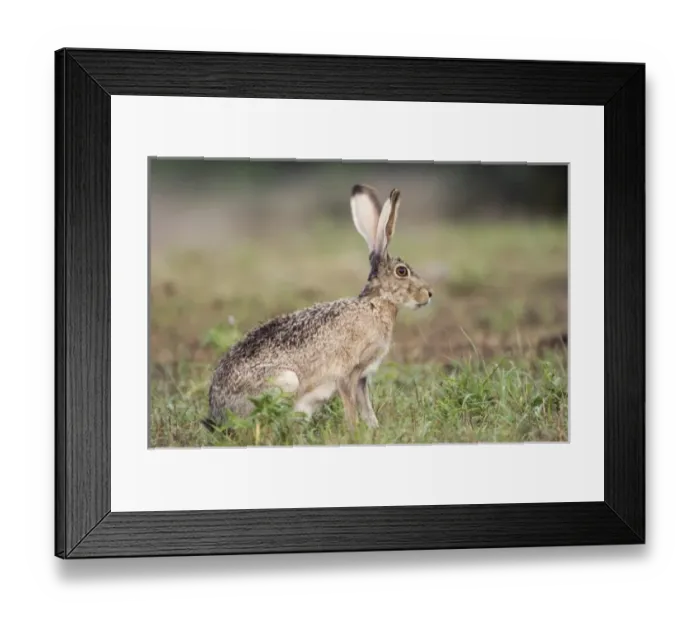 Framed Print : Nature, Fauna