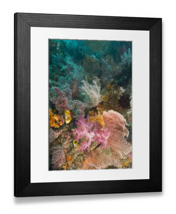Framed Print : Raja Ampat region of Papua (formerly Irian Jaya) (RF)