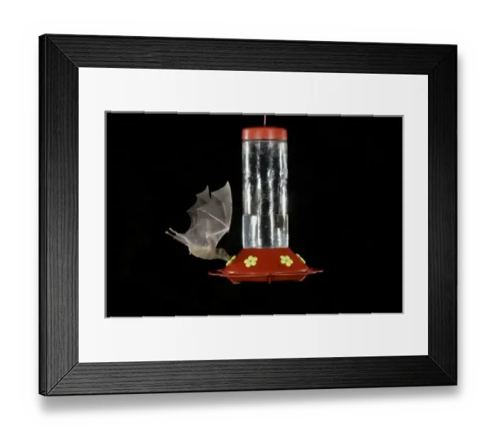 Framed Print : Lesser Long-nosed Bat, Leptonycteris curasoae, adult in flight at night feeding Framed Print : Lesser Long-nosed Bat, Leptonycteris curasoae, adult in flight at night feeding