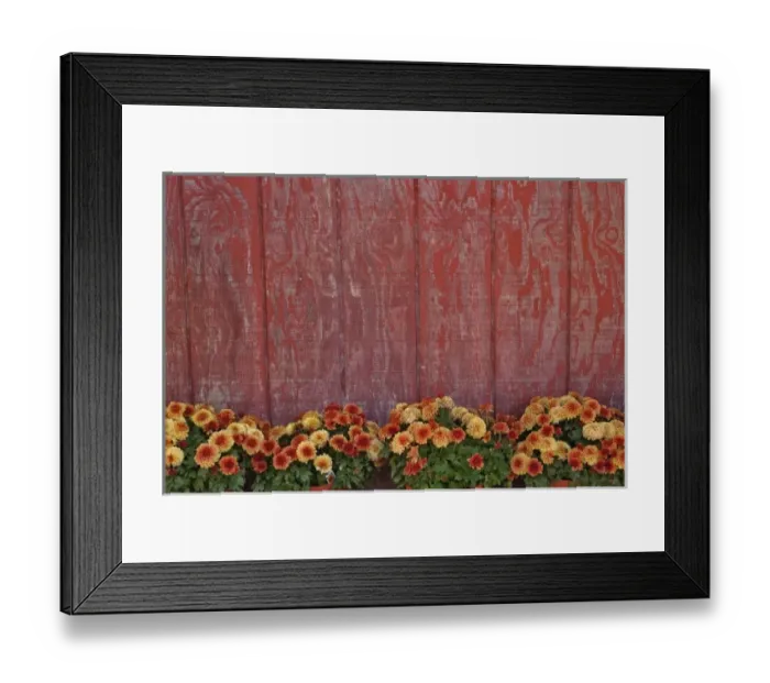 Framed Print : Mums and red barn wall Framed Print : Mums and red barn wall