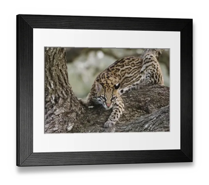 Framed Print : Nature, Fauna Framed Print : Nature, Fauna