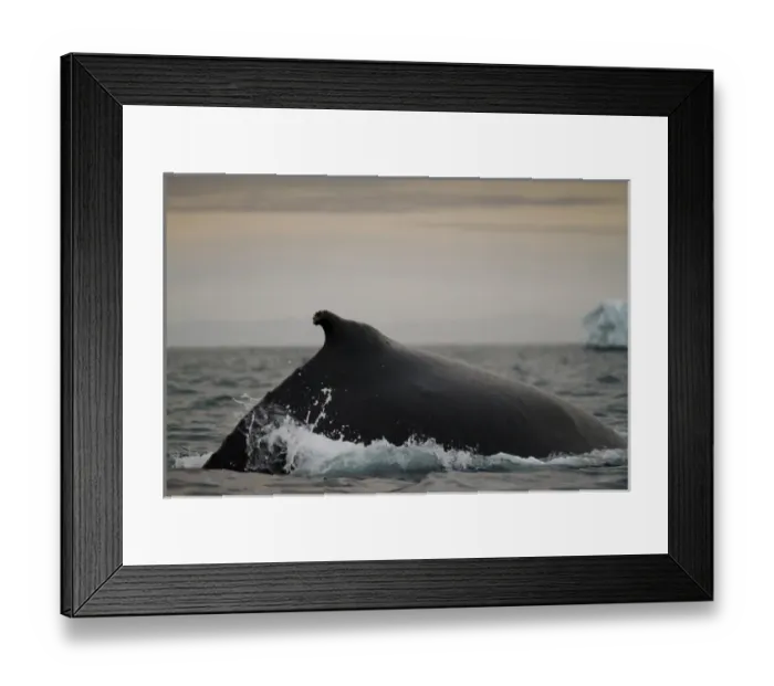Framed Print : Greenland, Ilulissat, Humpback Whale (Megaptera novaeangliae) breaking surface of