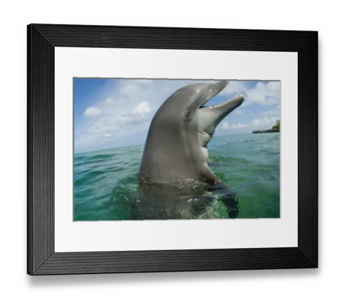 Framed Print : Bottlenose Dolphins (Tursiops truncatus) near Roatan, Honduras, Caribbean Sea (RF) Framed Print : Bottlenose Dolphins (Tursiops truncatus) near Roatan, Honduras, Caribbean Sea (RF)