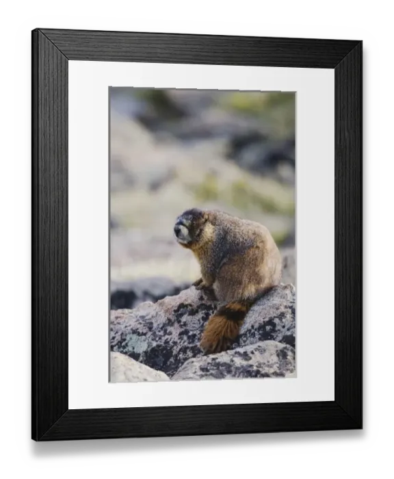 Framed Print : Nature, Fauna Framed Print : Nature, Fauna