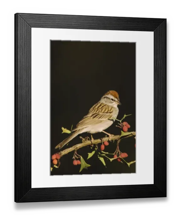 Framed Print : Nature, Fauna Framed Print : Nature, Fauna