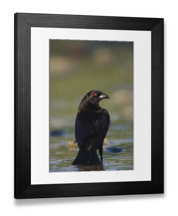 Framed Print : Bronzed Cowbird, Molothrus aeneus, male bathing, Willacy County, Rio Grande Valley Framed Print : Bronzed Cowbird, Molothrus aeneus, male bathing, Willacy County, Rio Grande Valley