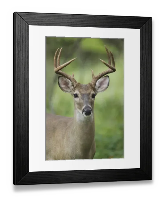 Framed Print : Nature, Fauna
