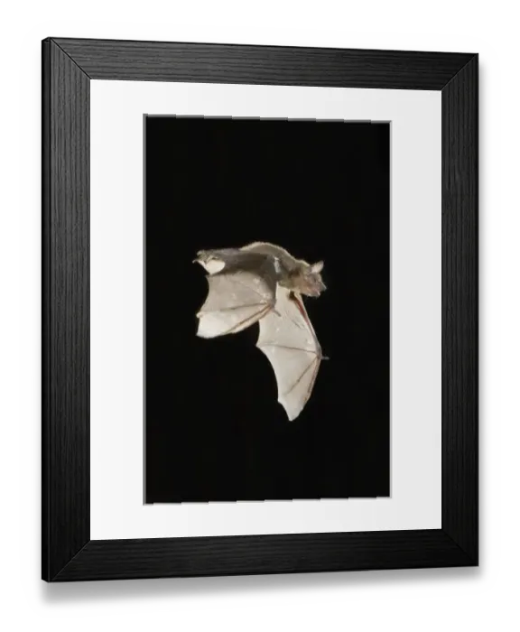 Framed Print : Evening Bat, Nycticeius humeralis, adult in flight leaving Day roost in tree hole Framed Print : Evening Bat, Nycticeius humeralis, adult in flight leaving Day roost in tree hole