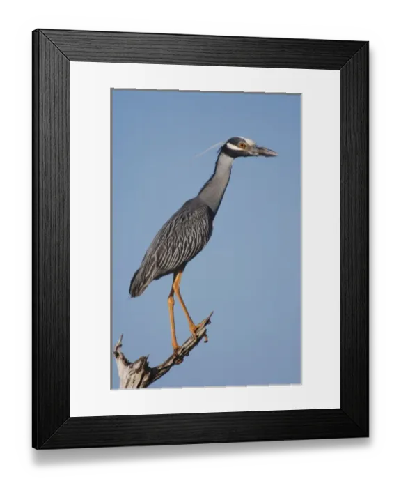 Framed Print : Yellow-crowned Night-Heron, Nyctanassa violacea, adult perched, Willacy County, Rio Grande Valley Framed Print : Yellow-crowned Night-Heron, Nyctanassa violacea, adult perched, Willacy County, Rio Grande Valley
