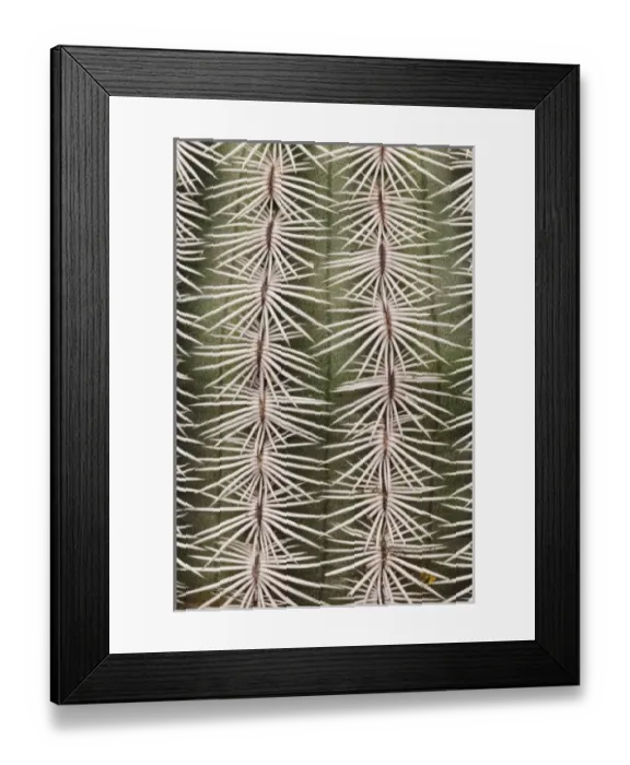 Framed Print : Nature, Fauna