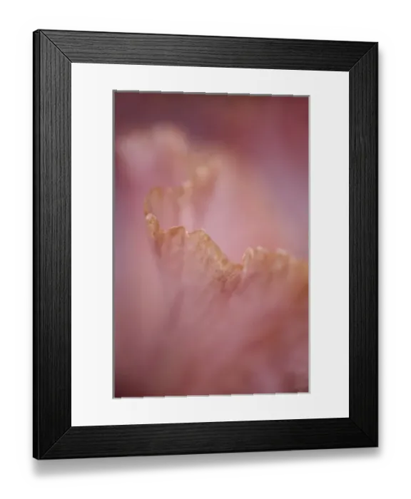 Framed Print : Close-up of edge of hybrid Bearded Iris petal Framed Print : Close-up of edge of hybrid Bearded Iris petal