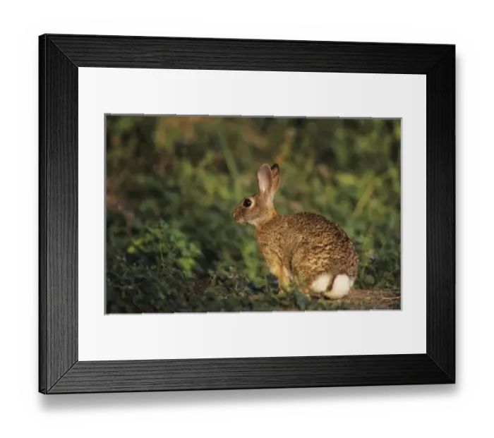 Framed Print : Eastern Cottontail, Sylvilagus floridanus, adult, Starr County, Rio Grande Valley Framed Print : Eastern Cottontail, Sylvilagus floridanus, adult, Starr County, Rio Grande Valley