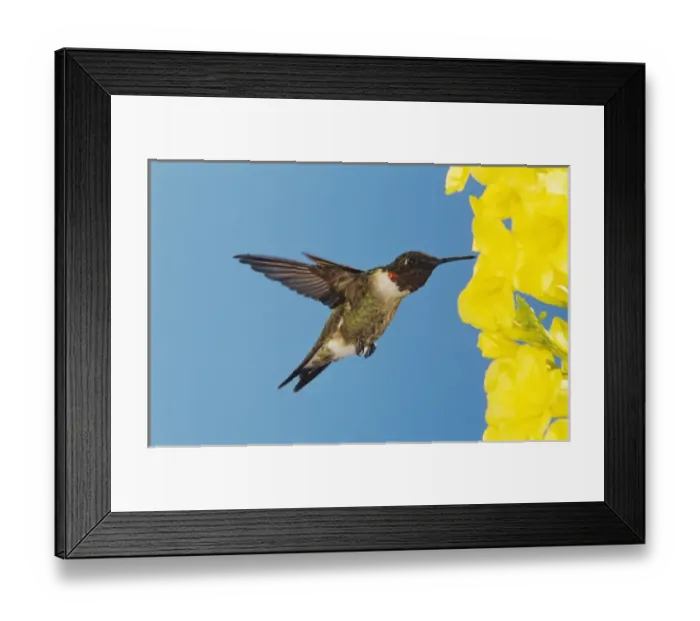 Framed Print : Male feeding on Yellow Trumpet Flower(Tecoma stans), New Braunfels, Texas, USA, September Framed Print : Male feeding on Yellow Trumpet Flower(Tecoma stans), New Braunfels, Texas, USA, September