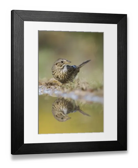 Framed Print : Nature, Fauna Framed Print : Nature, Fauna