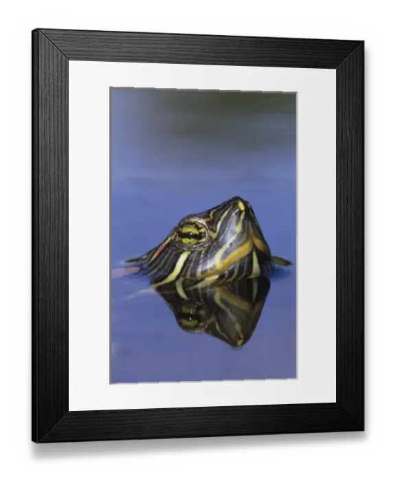 Framed Print : Red-eared Slider, Trachemys scripta elegans, adult swimming, Willacy County, Rio Grande Valley Framed Print : Red-eared Slider, Trachemys scripta elegans, adult swimming, Willacy County, Rio Grande Valley