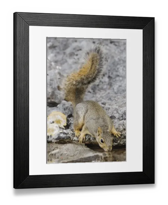 Framed Print : Nature, Fauna Framed Print : Nature, Fauna