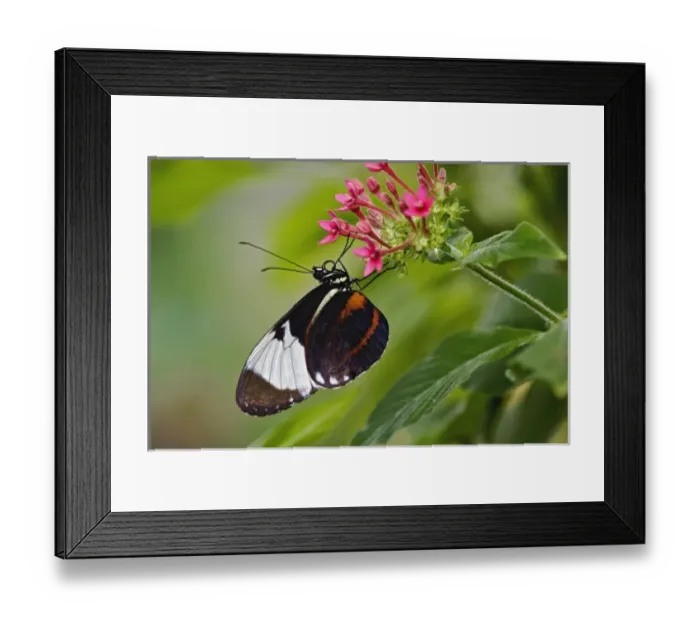 Framed Print : Unknown. Cyndo Longwing, Heliconius cyndo, native to Central and South America Framed Print : Unknown. Cyndo Longwing, Heliconius cyndo, native to Central and South America