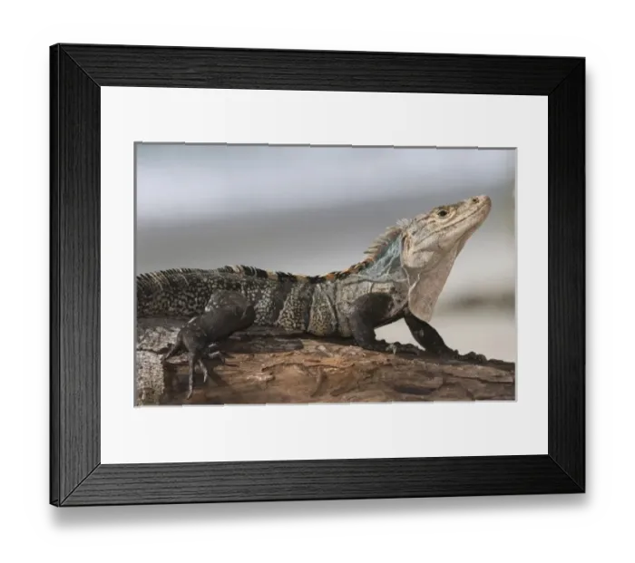Framed Print : Nature, Fauna Framed Print : Nature, Fauna