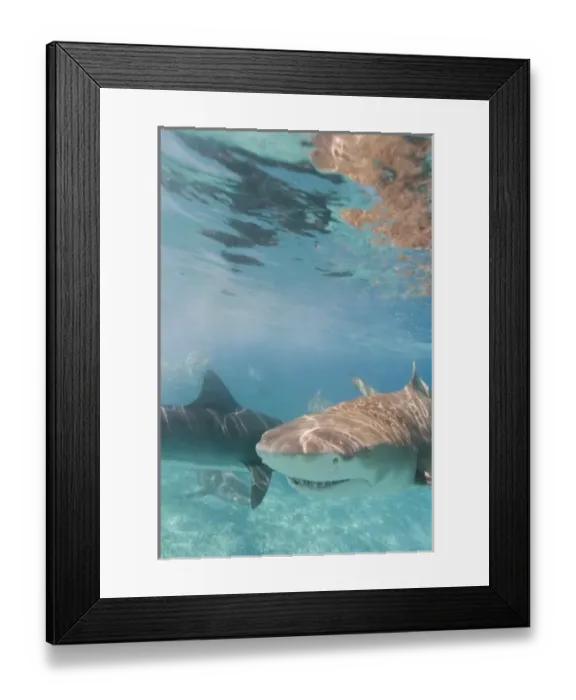 Framed Print : Lemon Shark (Negaprion brevirostris) Northern Bahamas (RF) Framed Print : Lemon Shark (Negaprion brevirostris) Northern Bahamas (RF)