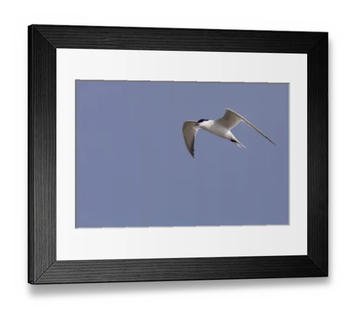 Framed Print : Gull-billed Tern, Sterna nilotica, adult in flight, Willacy County, Rio Grande Valley Framed Print : Gull-billed Tern, Sterna nilotica, adult in flight, Willacy County, Rio Grande Valley