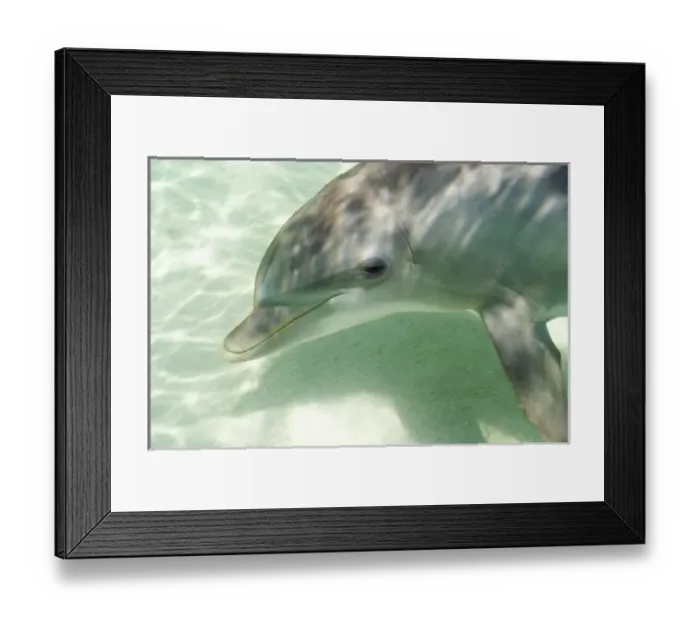 Framed Print : Bottlenose Dolphins (Tursiops truncatus) Caribbean Sea near Roatan, Honduras (RF)