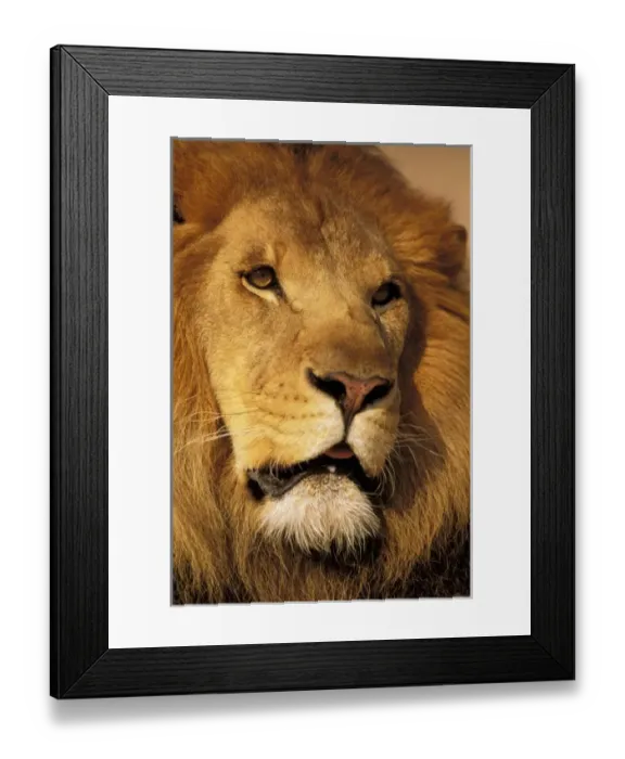 Framed Print : Africa. African male lion, or panthera leo Framed Print : Africa. African male lion, or panthera leo
