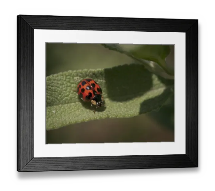 Framed Print : Nature, Fauna Framed Print : Nature, Fauna