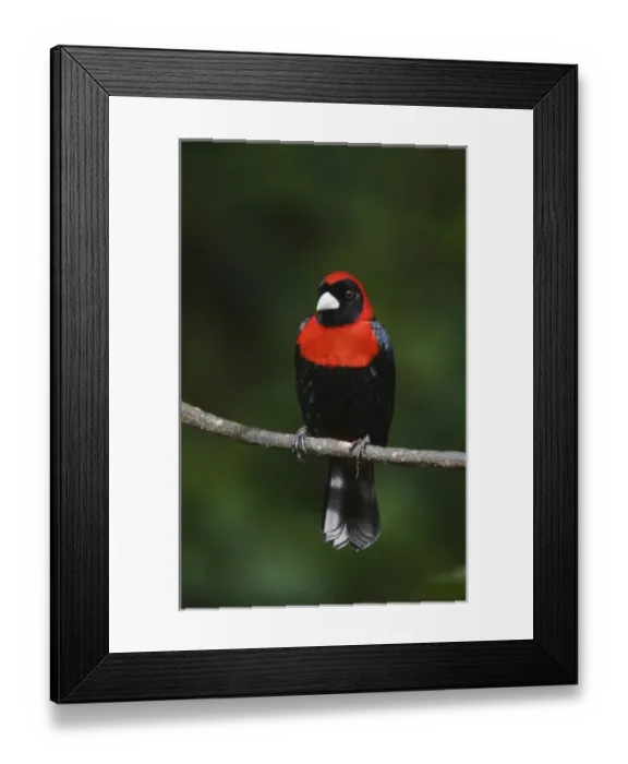 Framed Print : Crimson-collared Tanager, Ramphocelus sanguinolentus, adult perched, Central Valley Framed Print : Crimson-collared Tanager, Ramphocelus sanguinolentus, adult perched, Central Valley