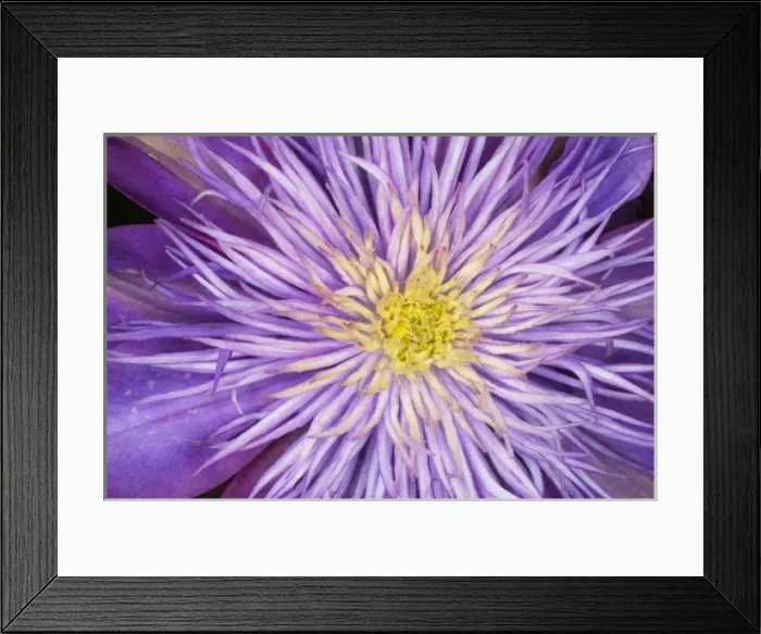 Framed Print : Clematis flower Framed Print : Clematis flower