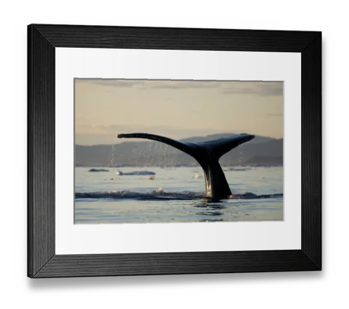 Framed Print : Greenland, Ilulissat, Midnight sun lights Humpback Whale (Megaptera novaeangliae) Framed Print : Greenland, Ilulissat, Midnight sun lights Humpback Whale (Megaptera novaeangliae)